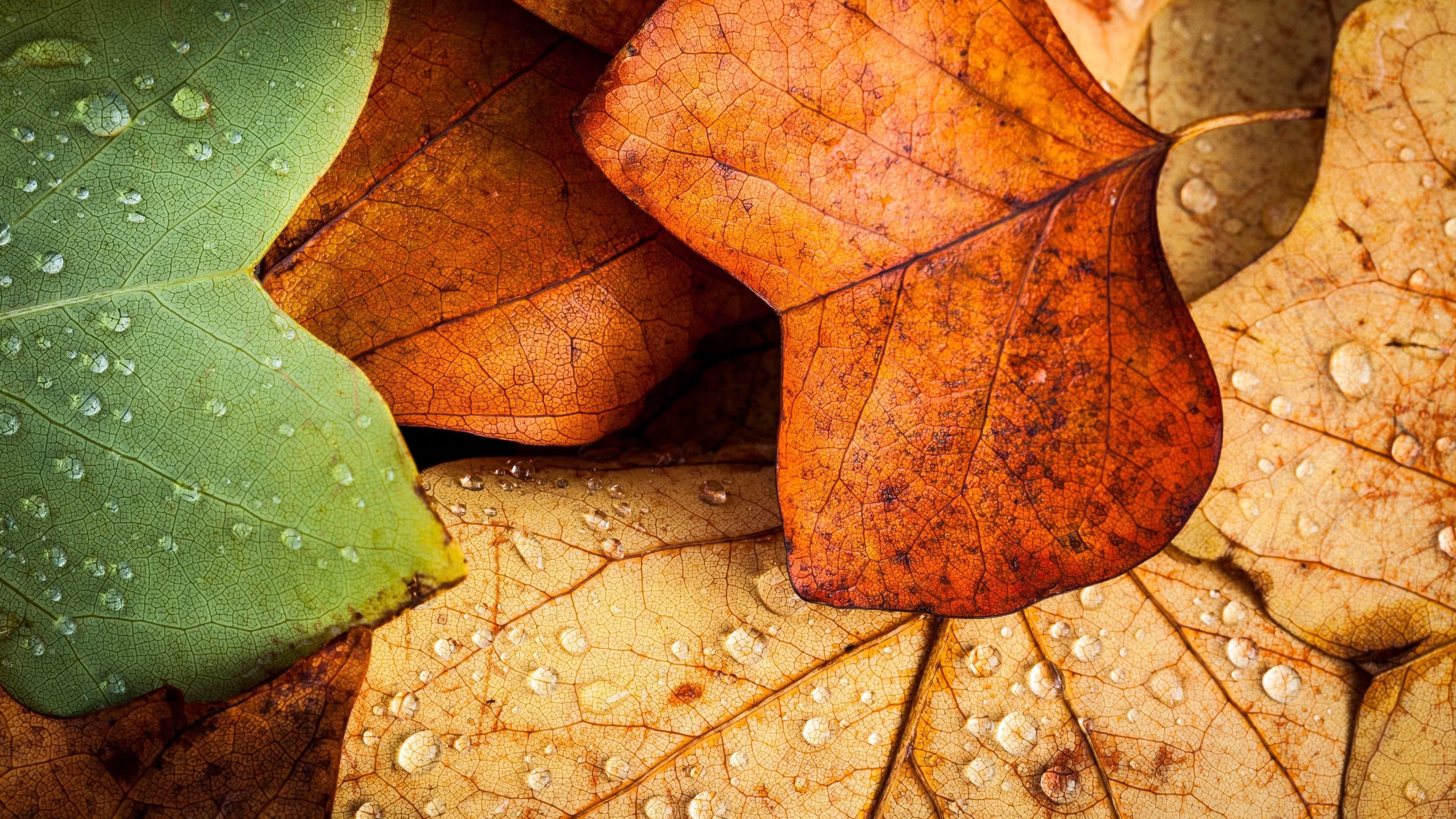 Autumn Leaves UHD 4k Wallpaper Cc