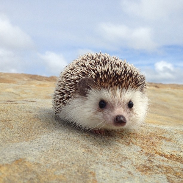 The Adventures of Biddy The Hedgehog   OMG Cute Things