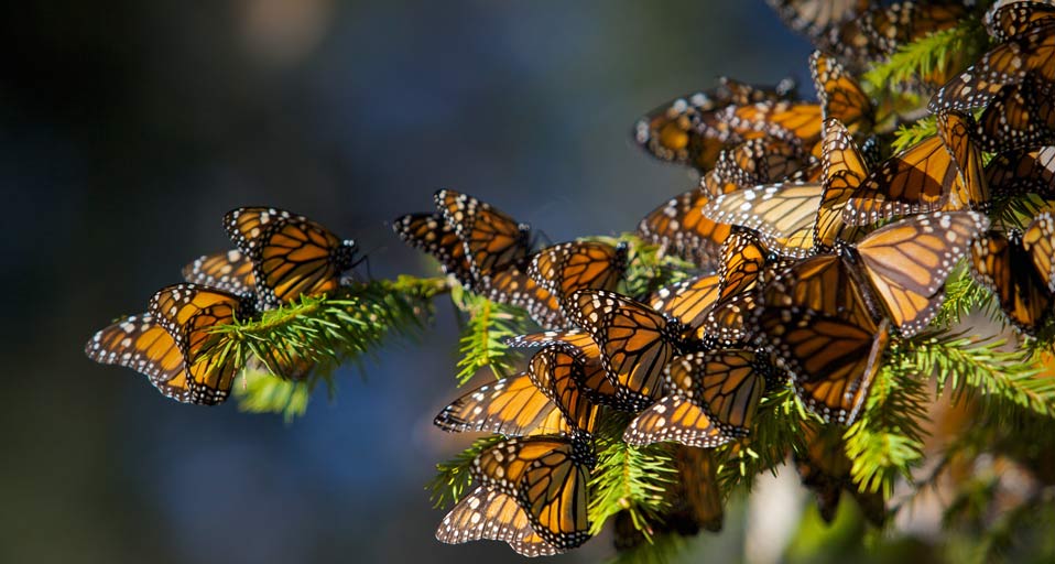 Monarch Butterflies Migrating To