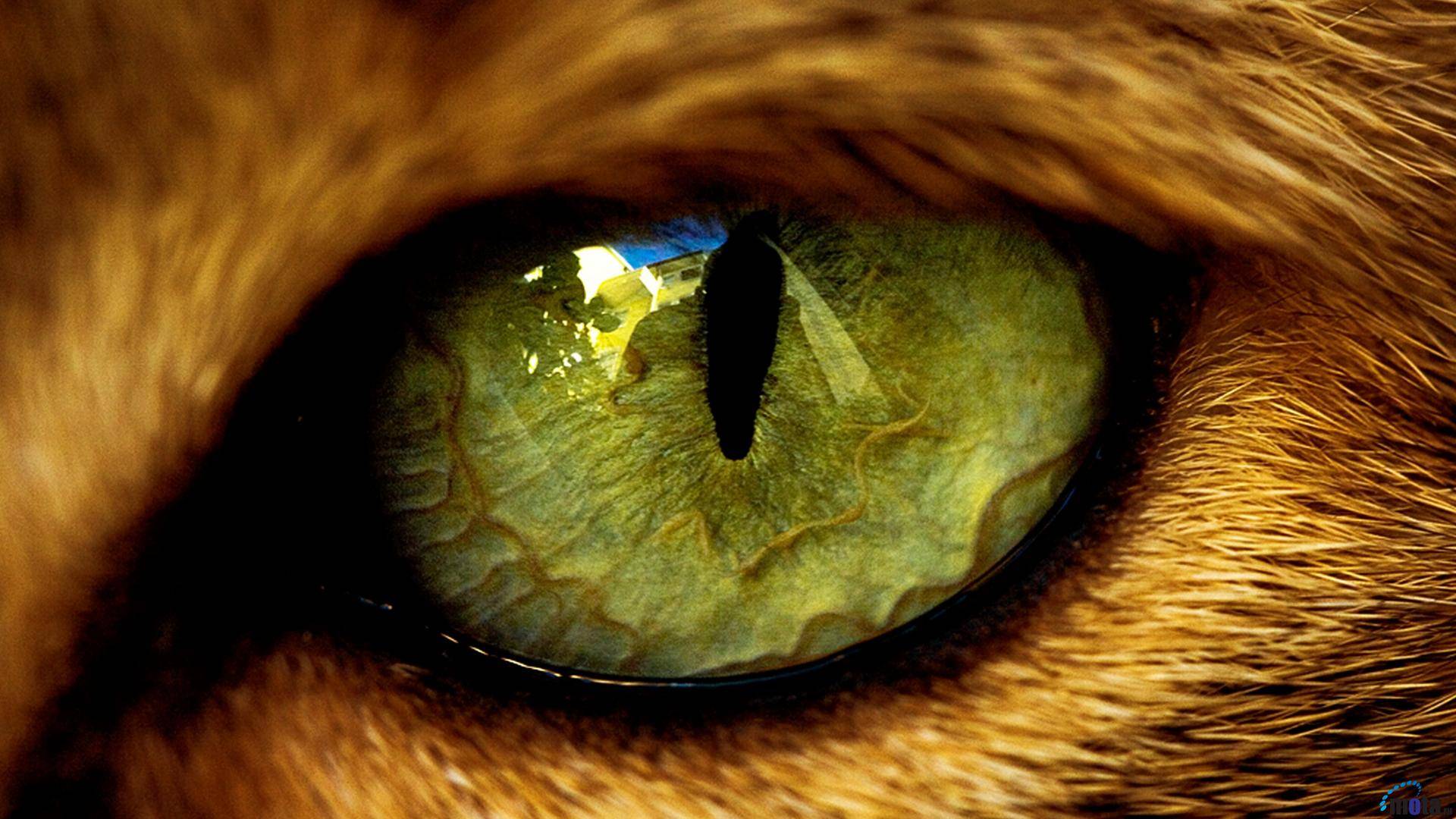 Cat S Eye Cats Wallpaper