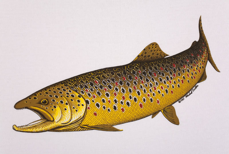 Brown Trout Pictures