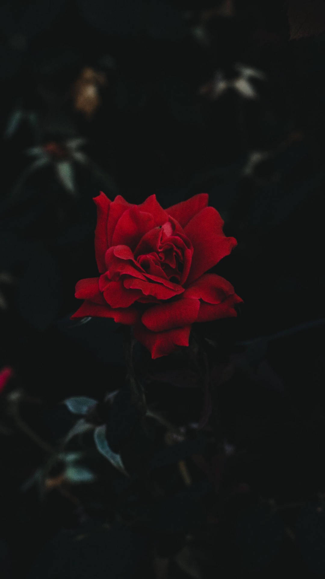 Dark Floral Wallpaper