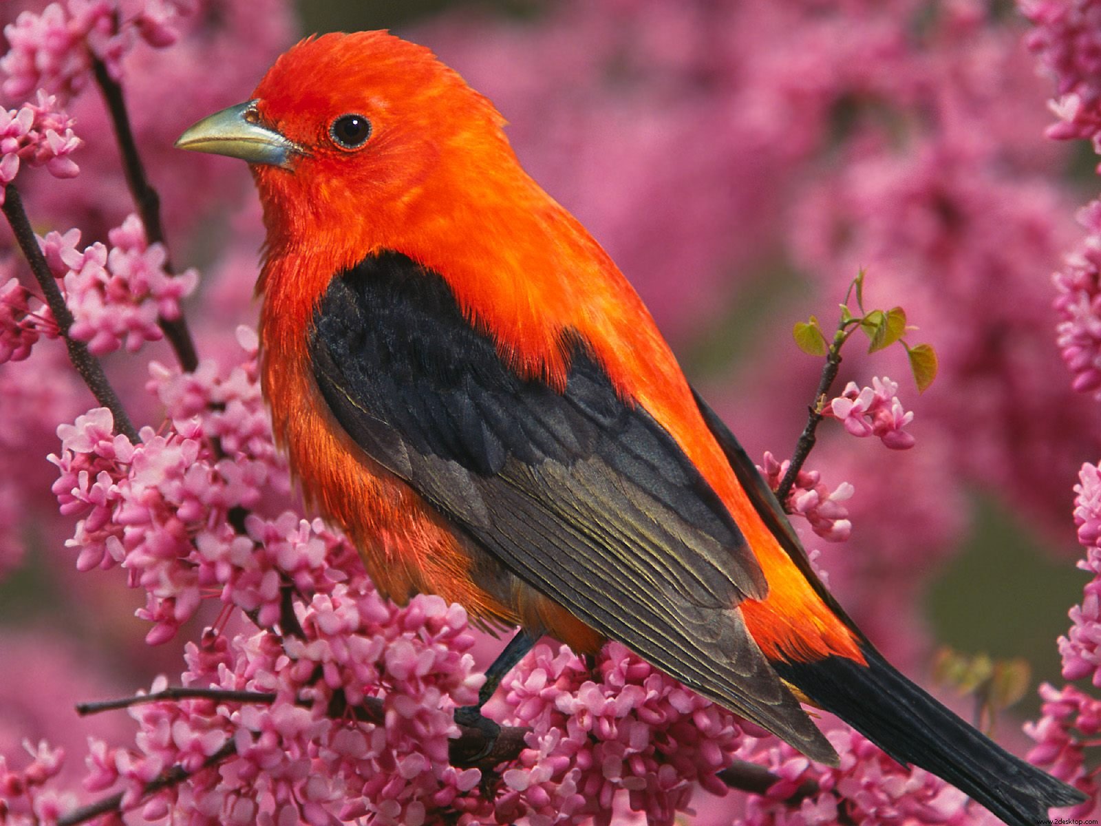 Scarlet Tanager Bird Wallpaper HD