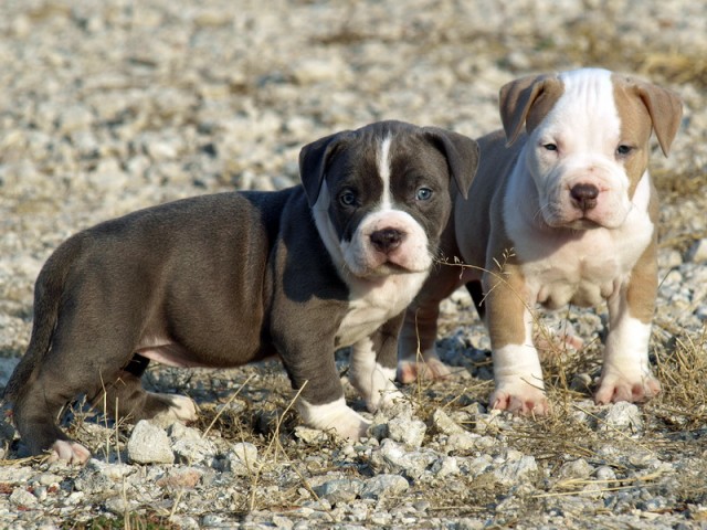 Blue Pitbulls For Sale Pitbull Puppies Nose Kennel