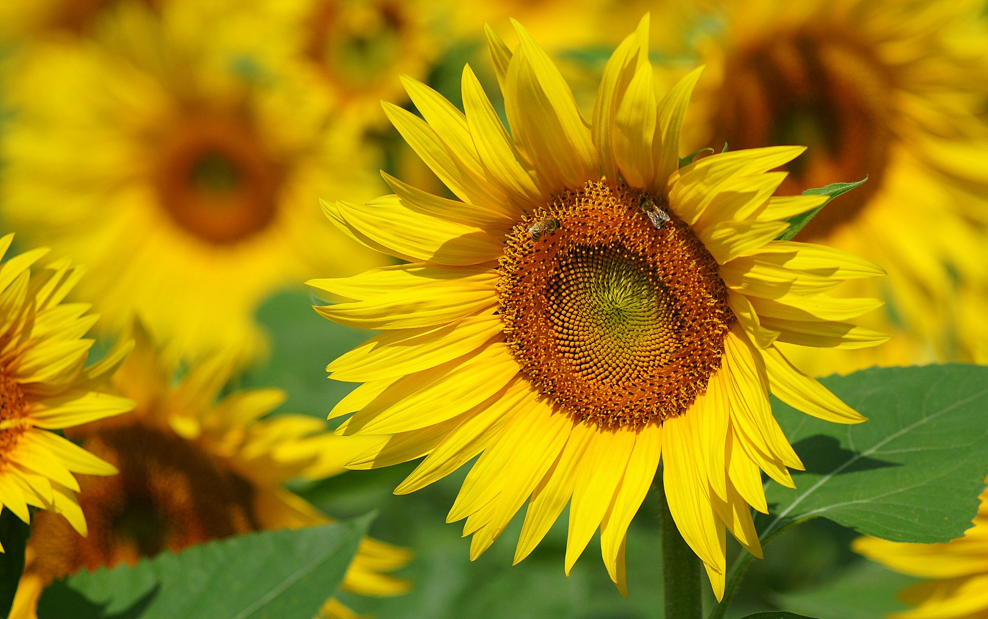 Sunflower HD Desktop Wallpaper
