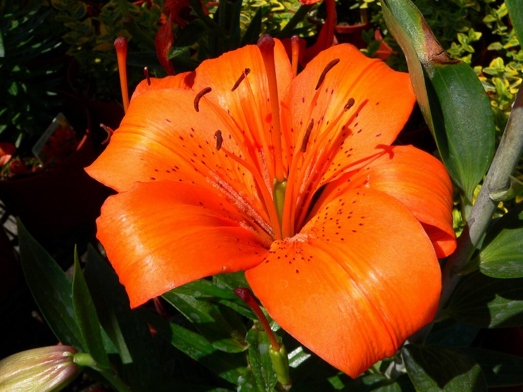 Wallpaper Orange Lily Flower