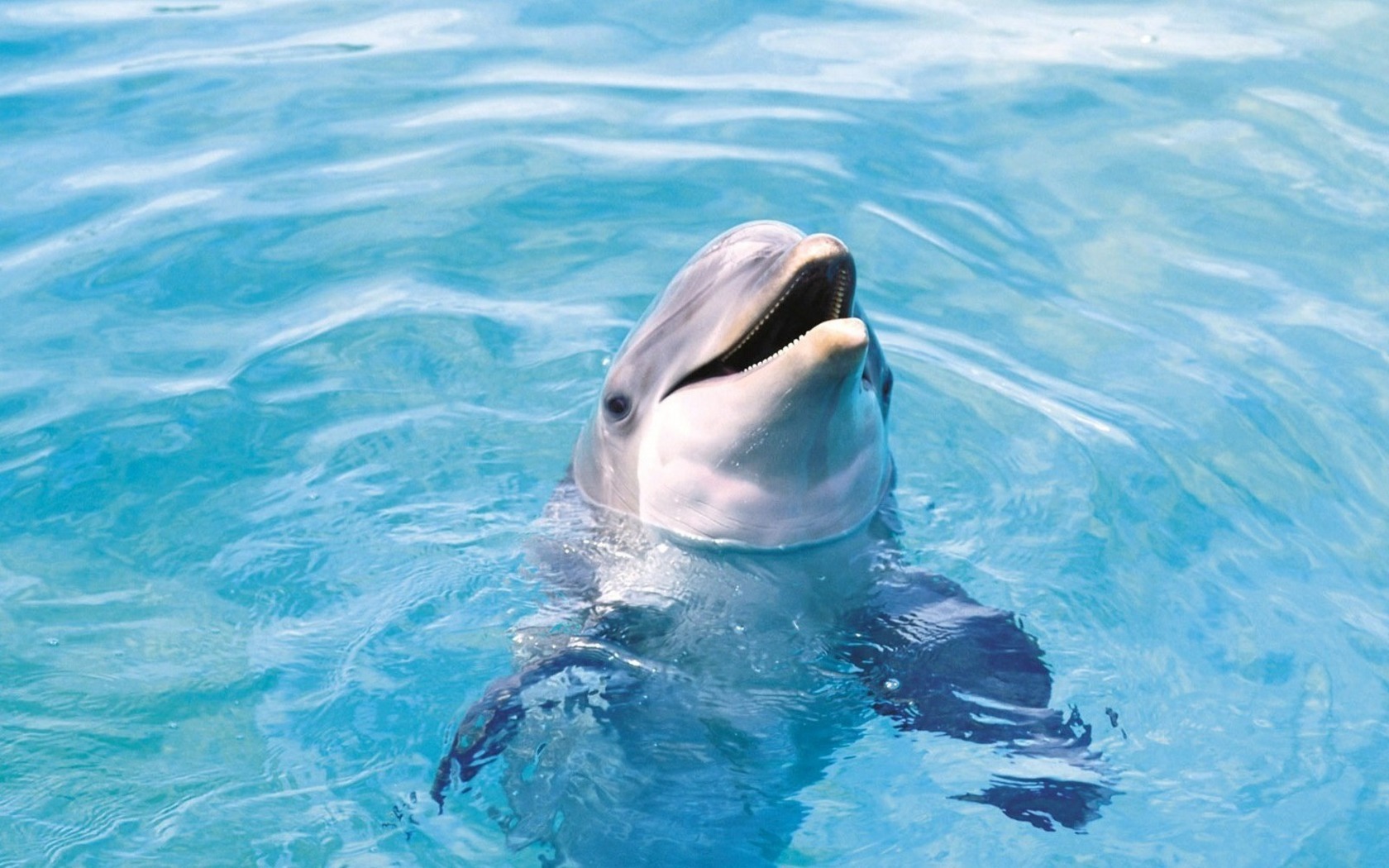 Dolphin Playing Pool Water HD Wallpaper Stylish