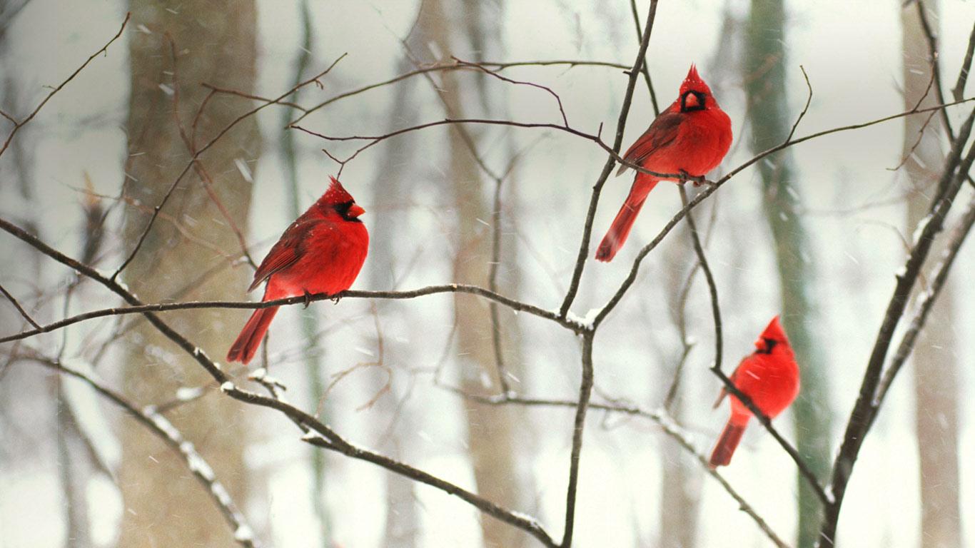 Snow Cardinal Wallpaper   midwest cardinal