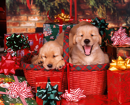 Droll Golden Retriever Puppies Christmas