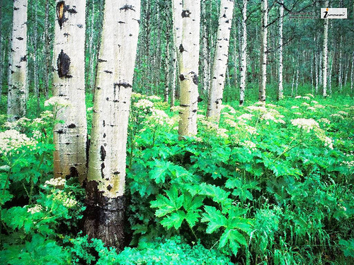 Birch Forest Wallpaper Normal Photo Sharing