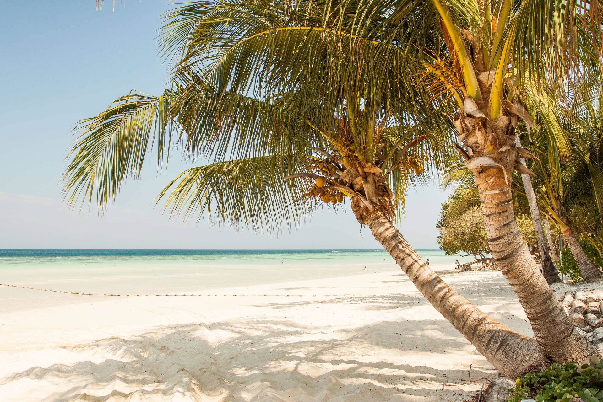 Coconut Tree Wallpaper