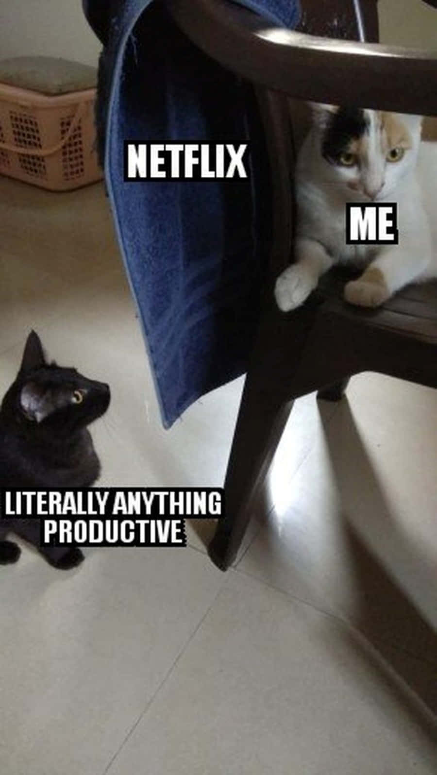 Cat Meme Picture Wallpaper