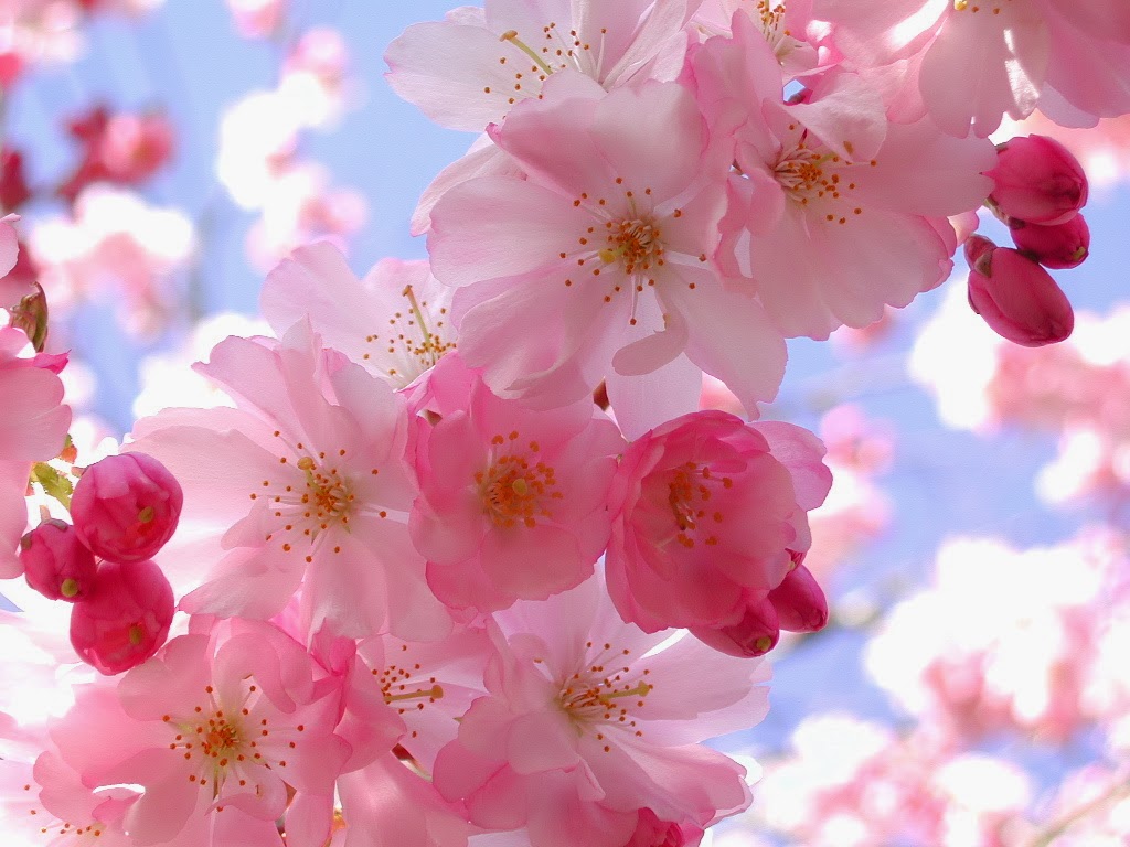 Beautiful pink flowers   beautiful desktop wallpapers 2014