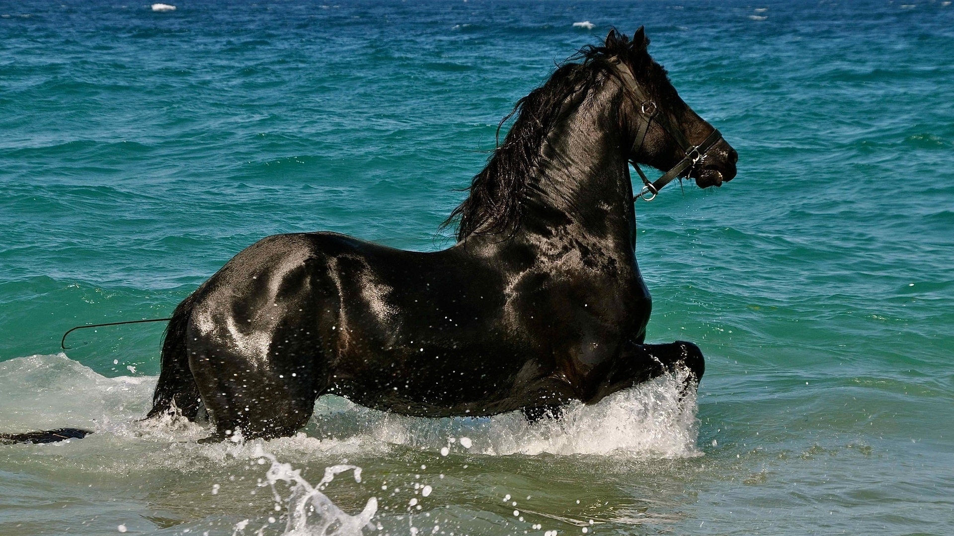Black Horse In Blue Water Wallpaper Stream
