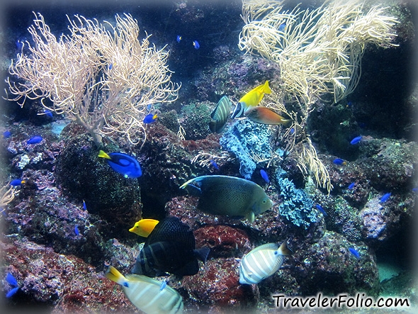 Fish Tank Wallpaper Coral Reef Aquarium
