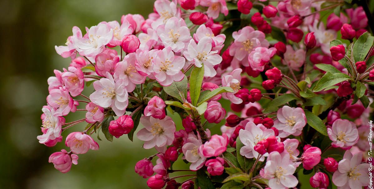Pretty Apple Blossom Wallpaper Plant Picture HD Flower