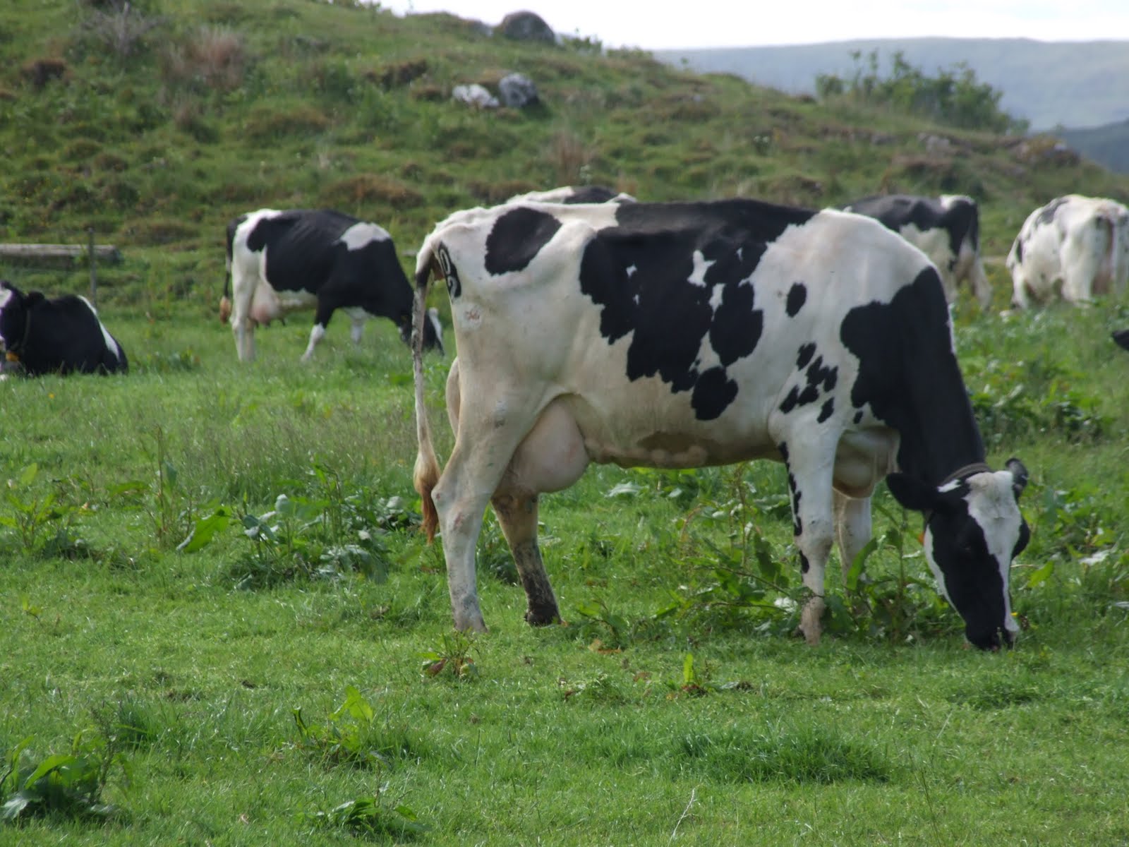 Dairy Cow Wallpaper - WallpaperSafari
