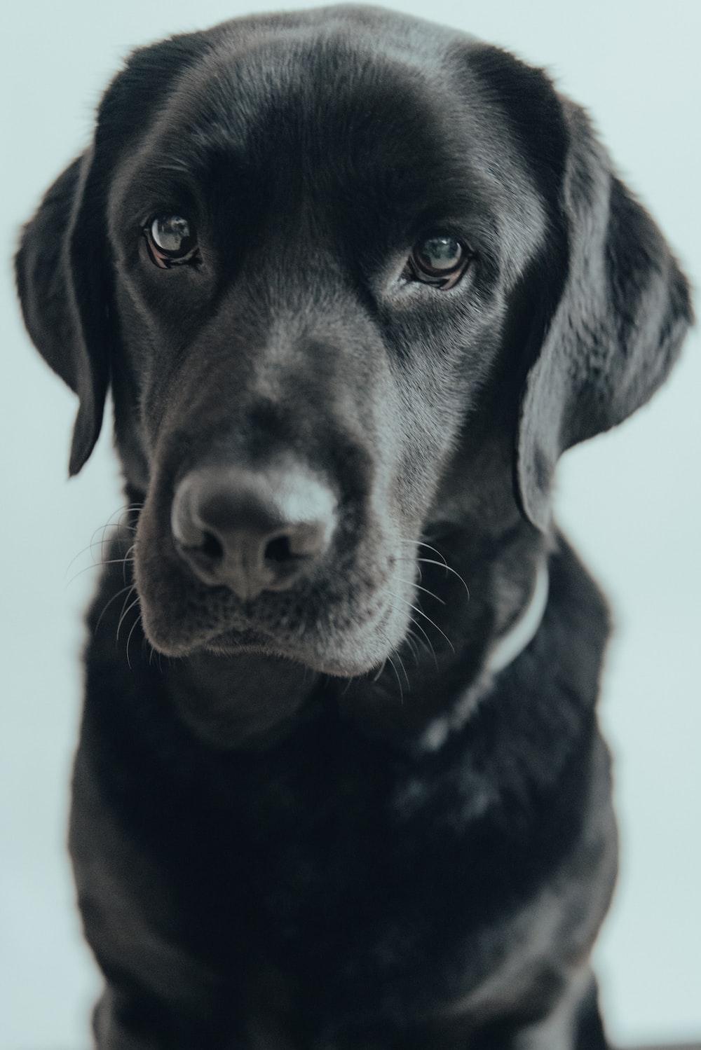 Black Labrador Retriever In Close Up Photography Photo