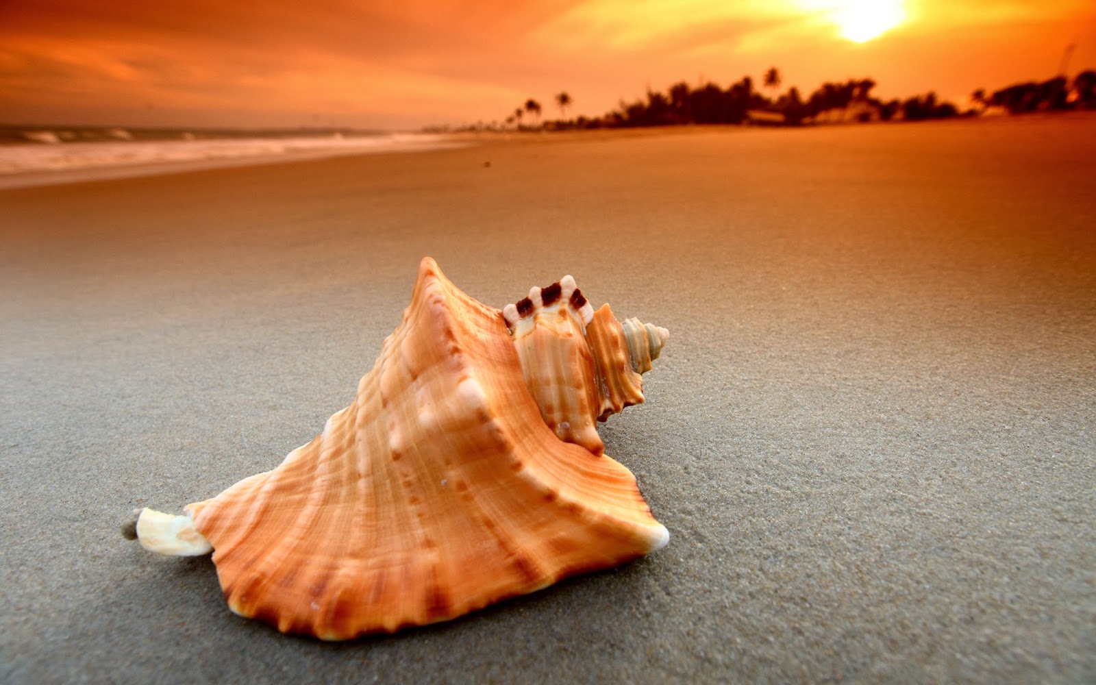 Beach Shells Wallpaper Beauty Walpaper Sunset