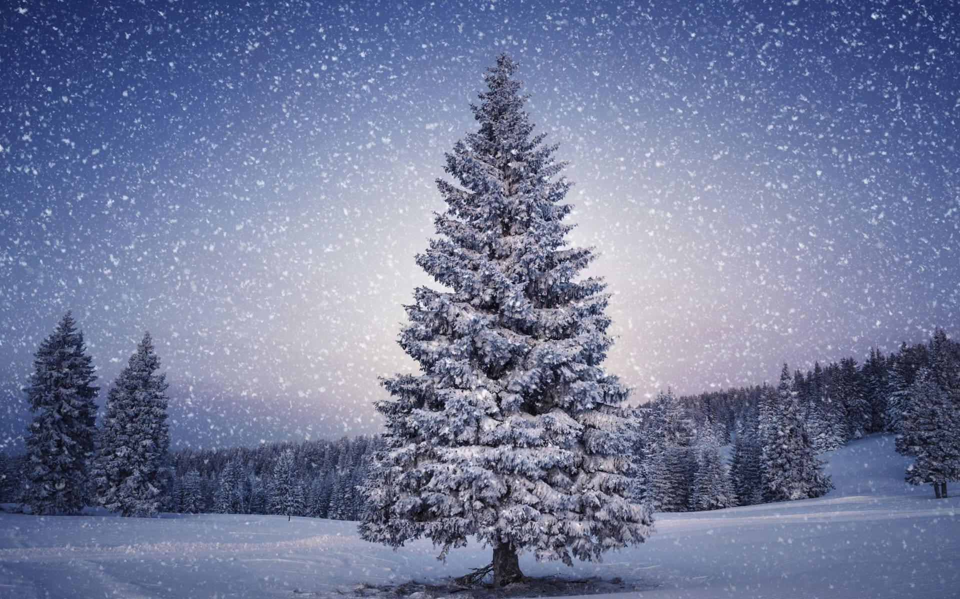 A Snowy Winter Wonderland With Majestic Christmas Tree