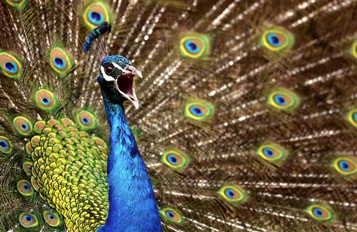 Colorful Peafowl With Feathers Wallpaper HD