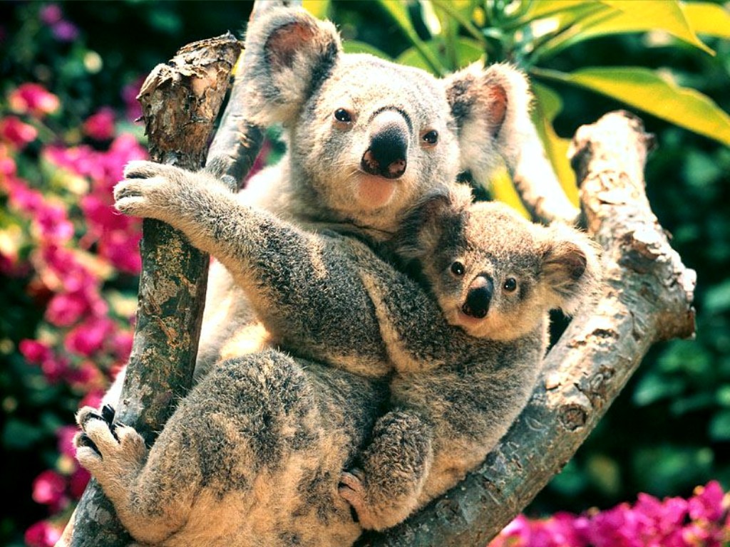 48+] Cute Koala Wallpaper - WallpaperSafari