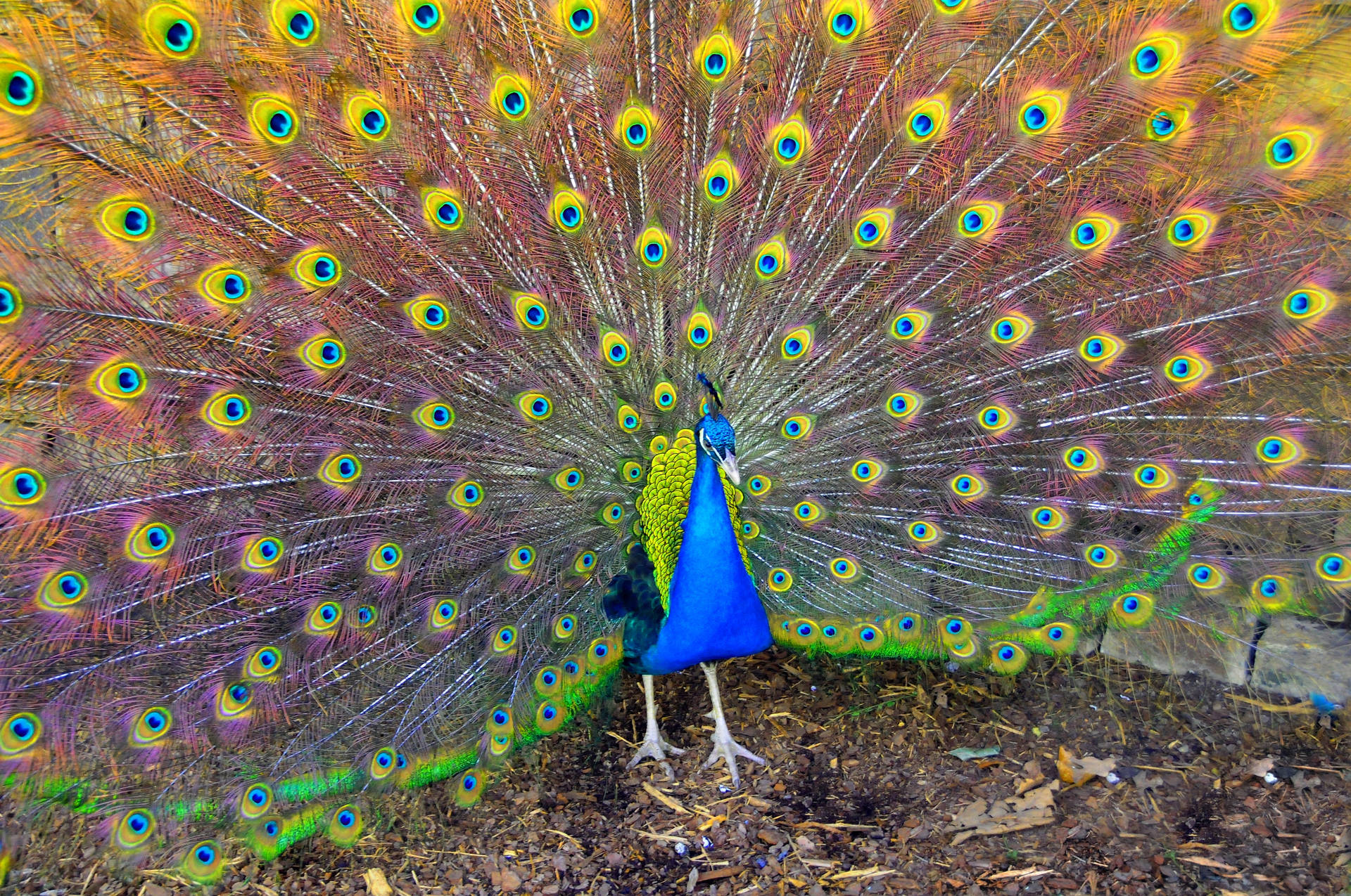 Desktop Wallpaper Of Birds