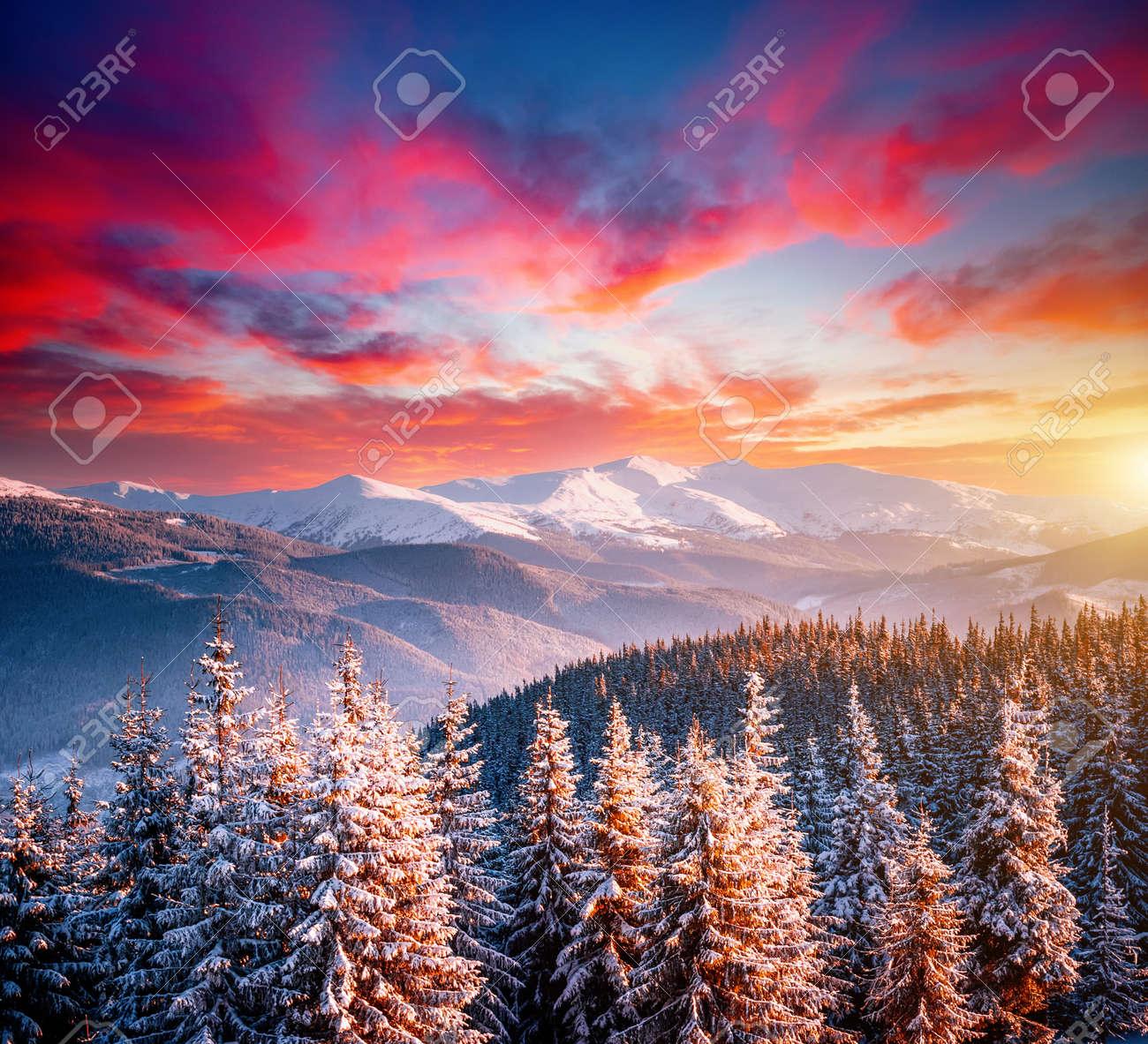Incredible Winter Spruces In Snow On A Frosty Day Location Place
