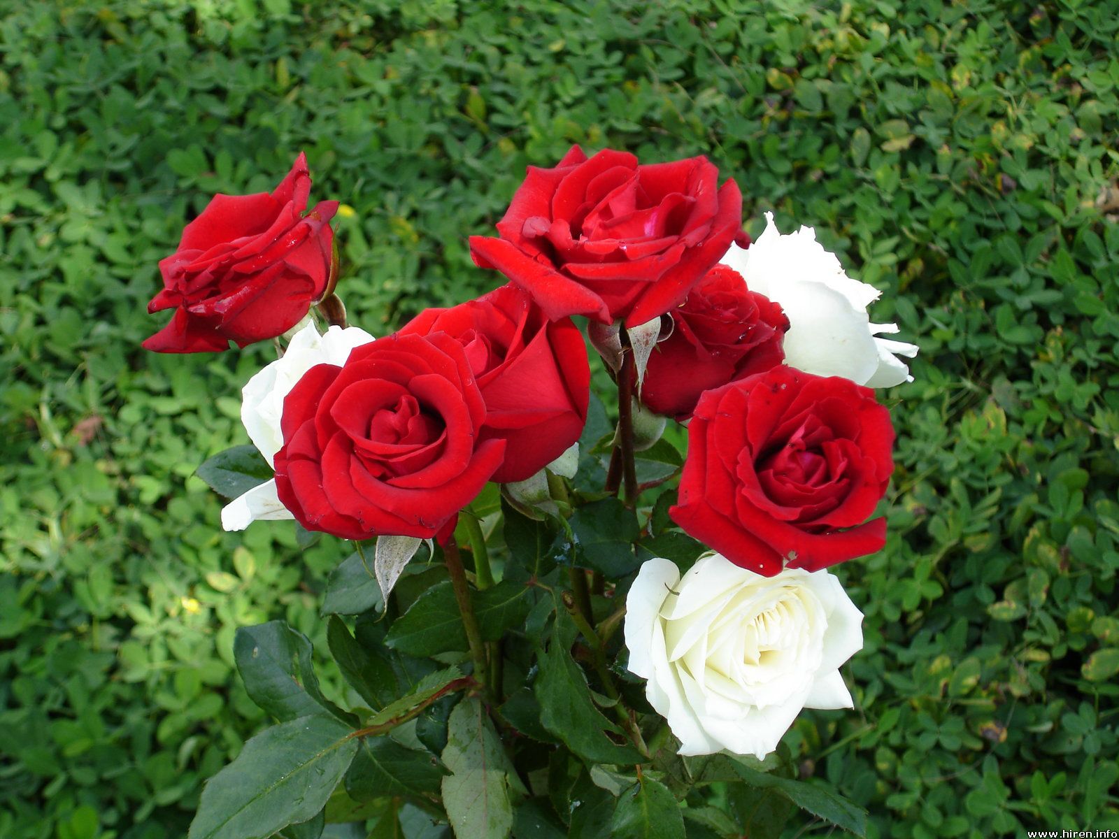 Flowers Rose Ooty Indian