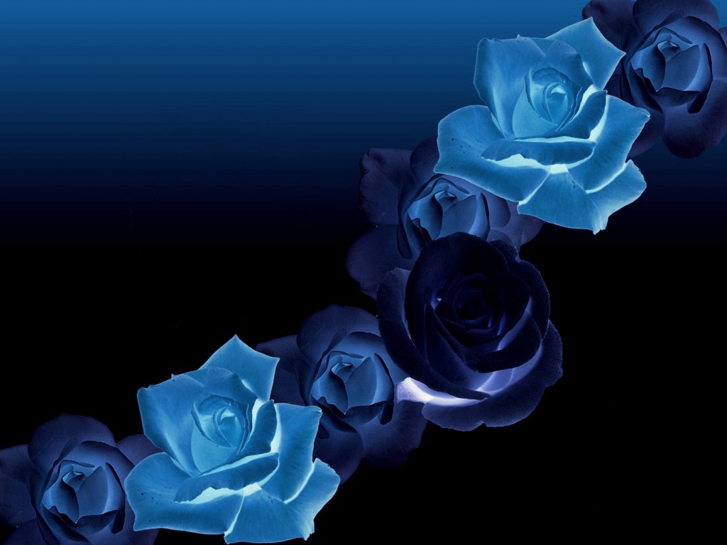 Blue Rose Flowers Flower HD Wallpaper Image Pictures Tattoos