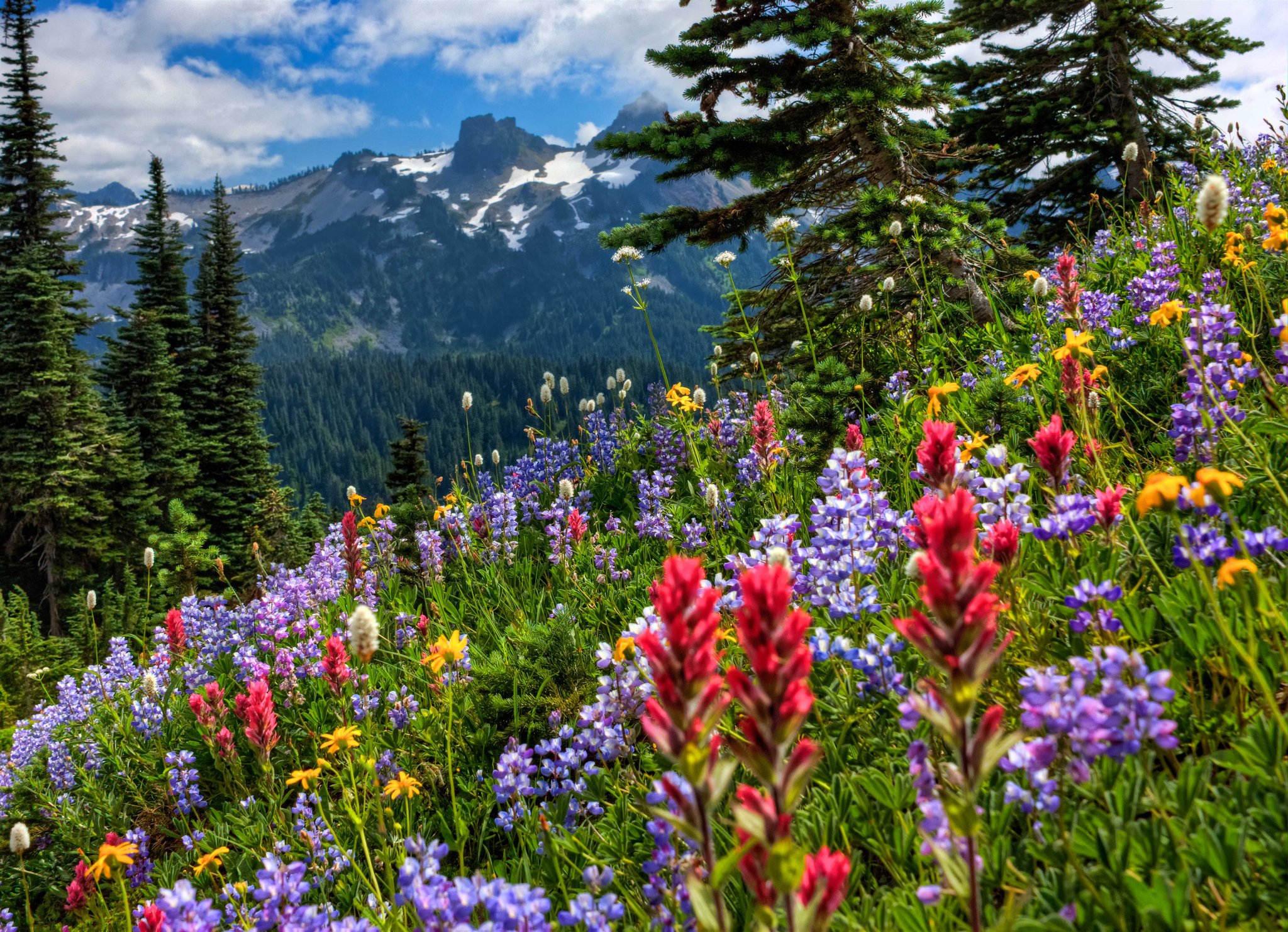  Rainier National Park mountains meadow flowers wallpaper background 2048x1482