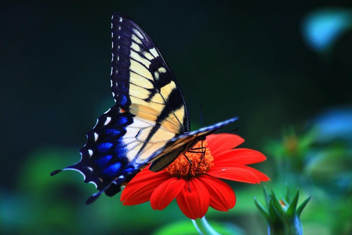 Butterfly Photography Wallpaper