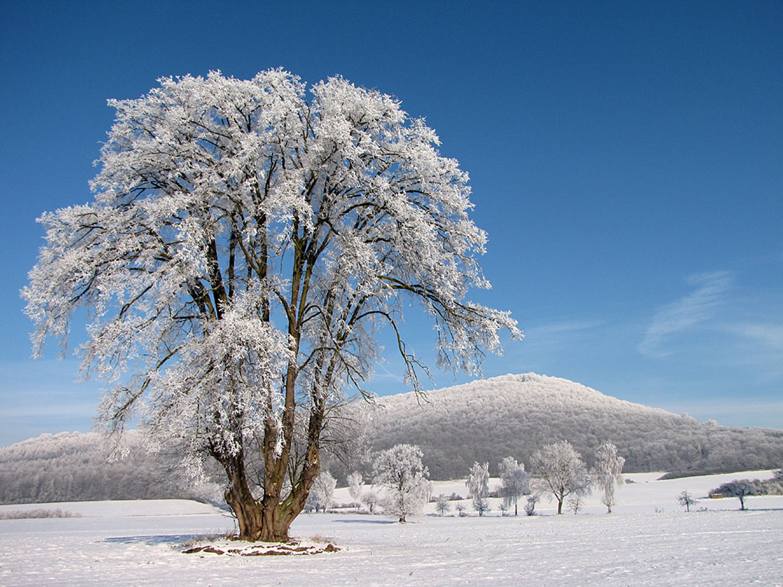 Снег дерево крупно