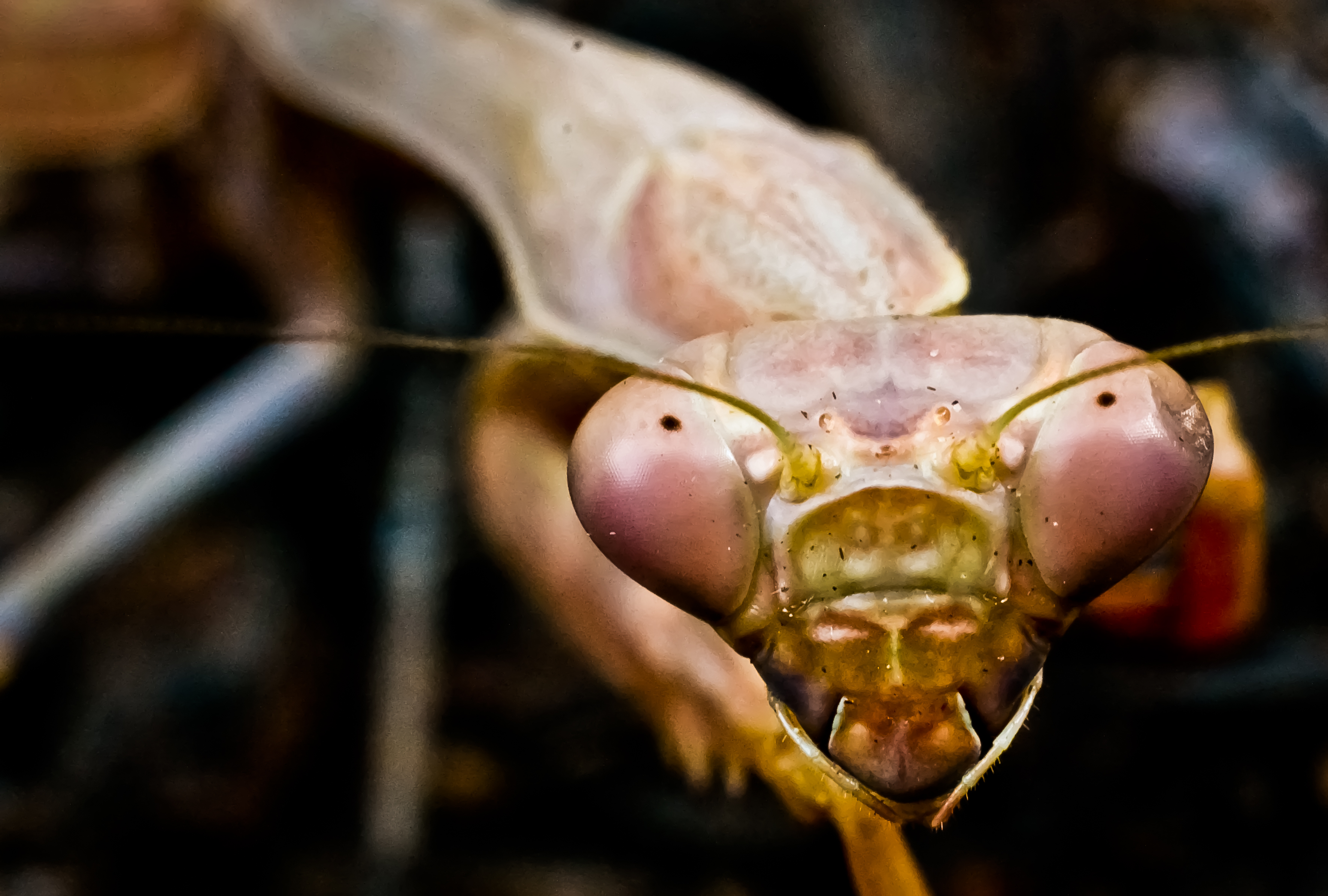 Ugly Praying Mantis Wallpaper By HD Daily