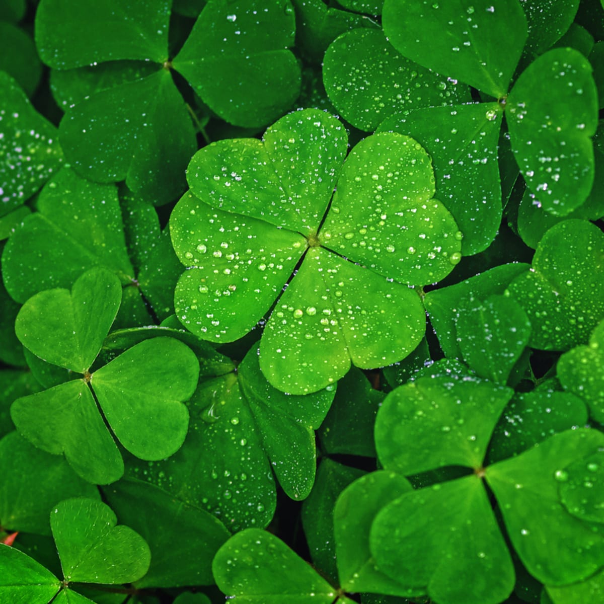 Real Four Leaf Clover Background Wallpaper