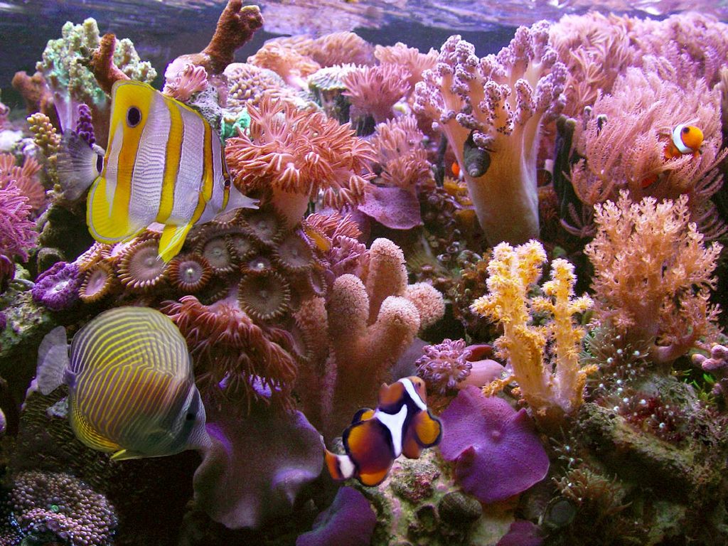 My Wallpaper Nature Coral Reef