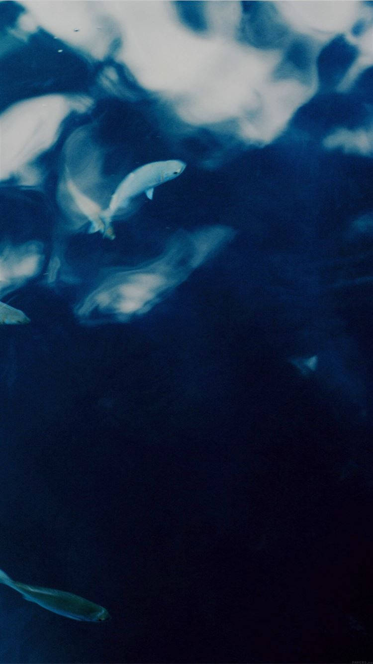 Indigo Aesthetic Wallpaper