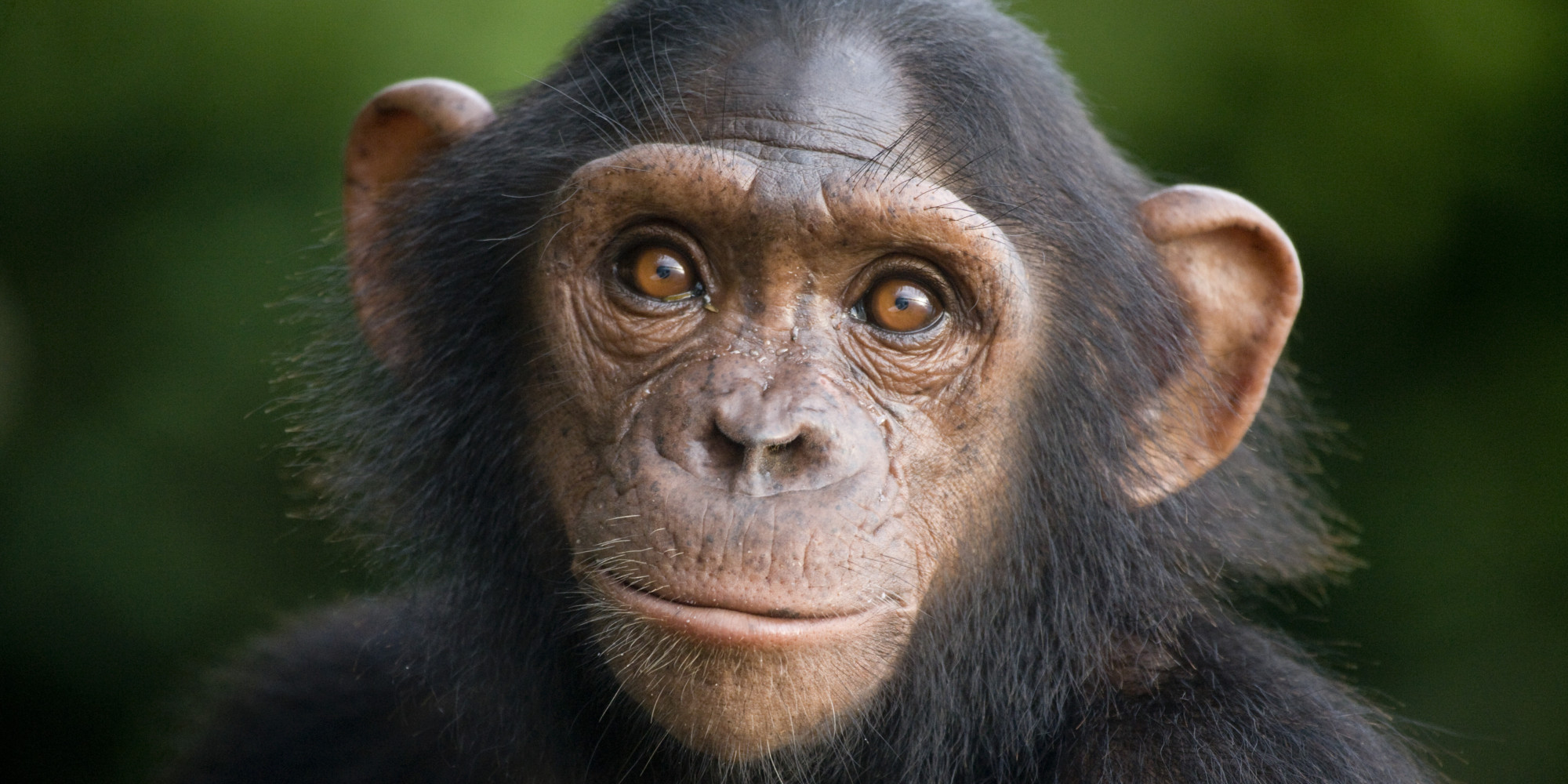 Young Chimpanzee Wallpaper And Background Image Id