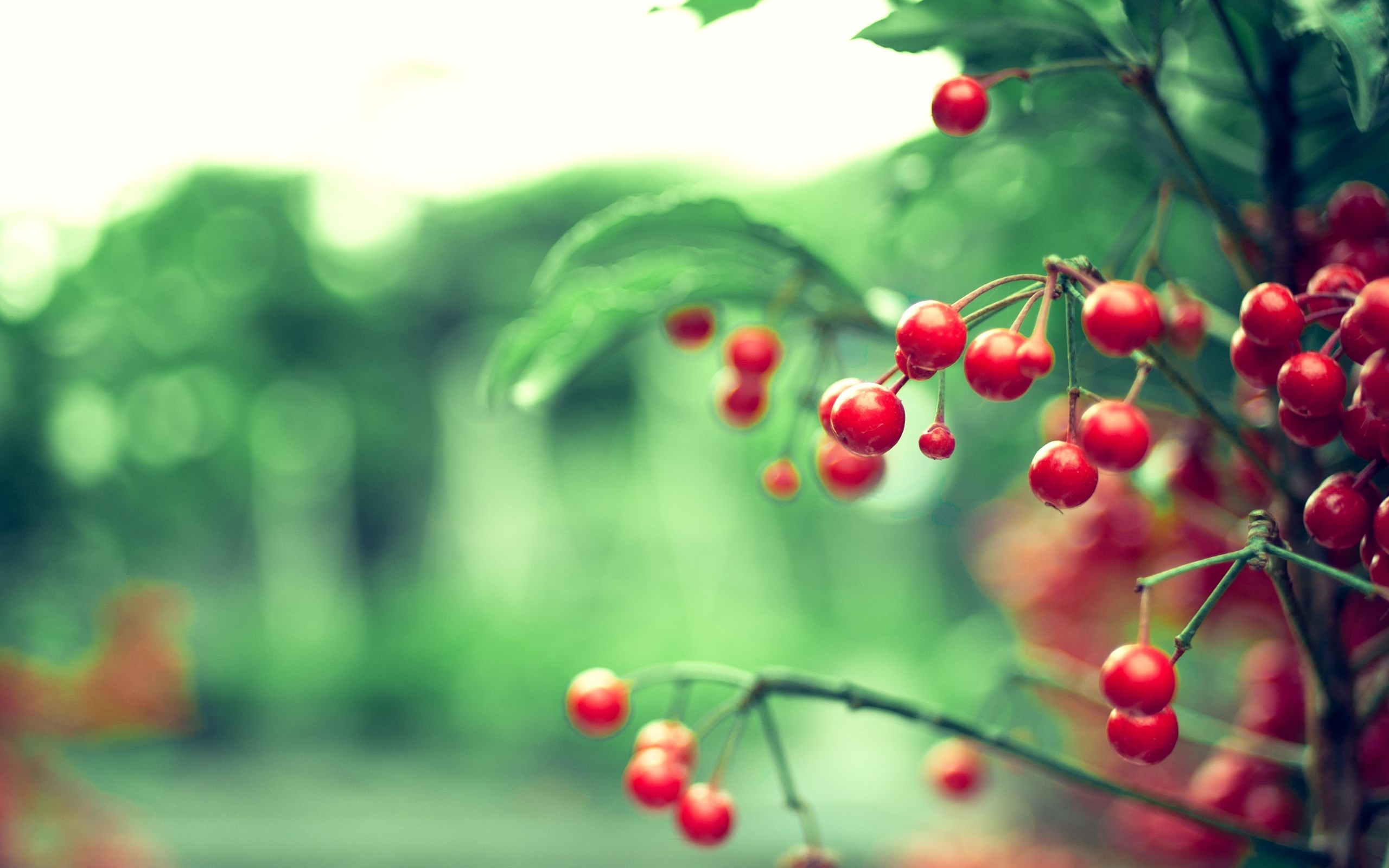 Twig Red Berries Leaves Nature Blur Wallpaper
