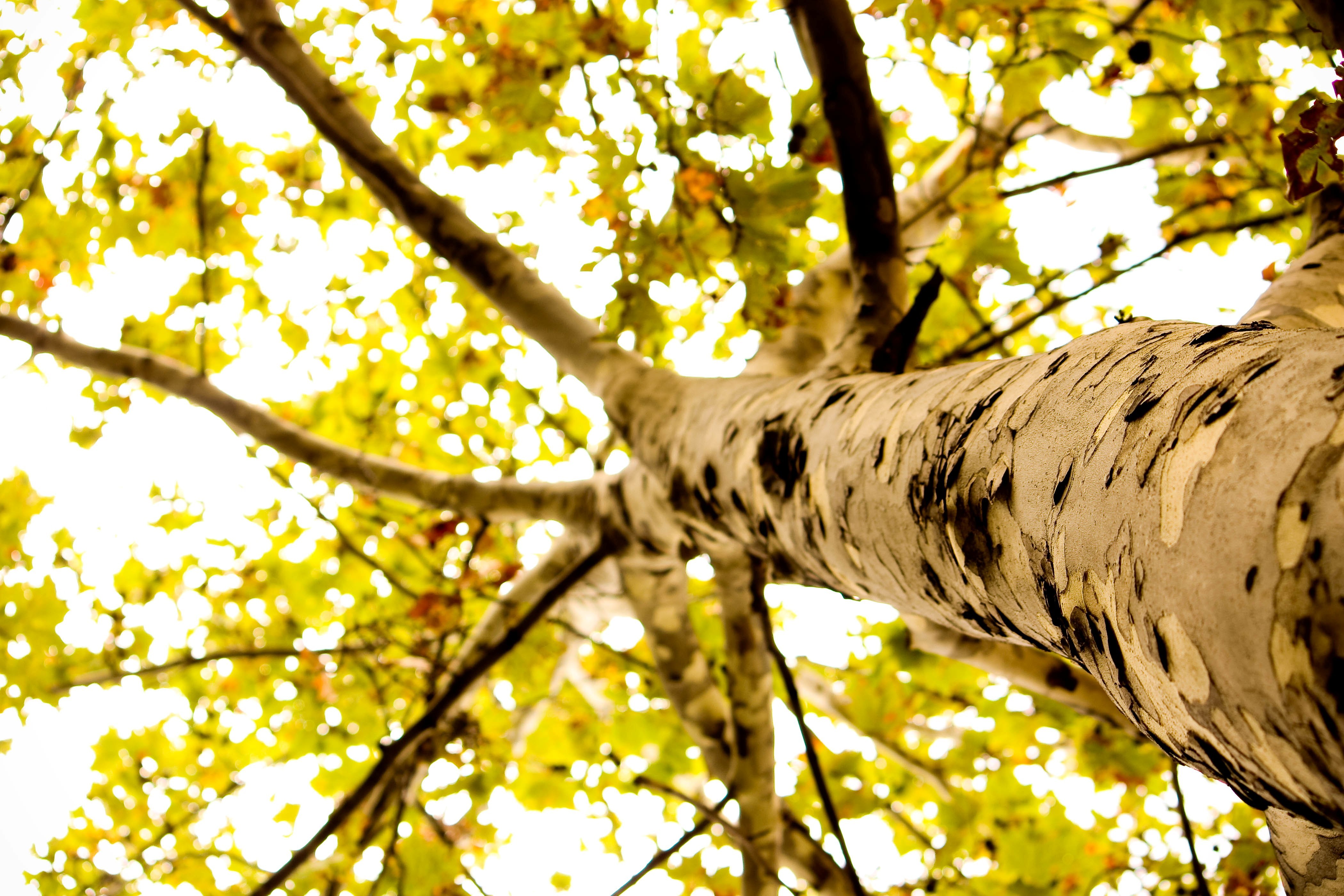 Wallpaper Macro Tree Bark Leaves Foliage