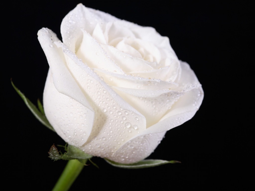 White Rose Wallpaper HD Pictures Flowers One