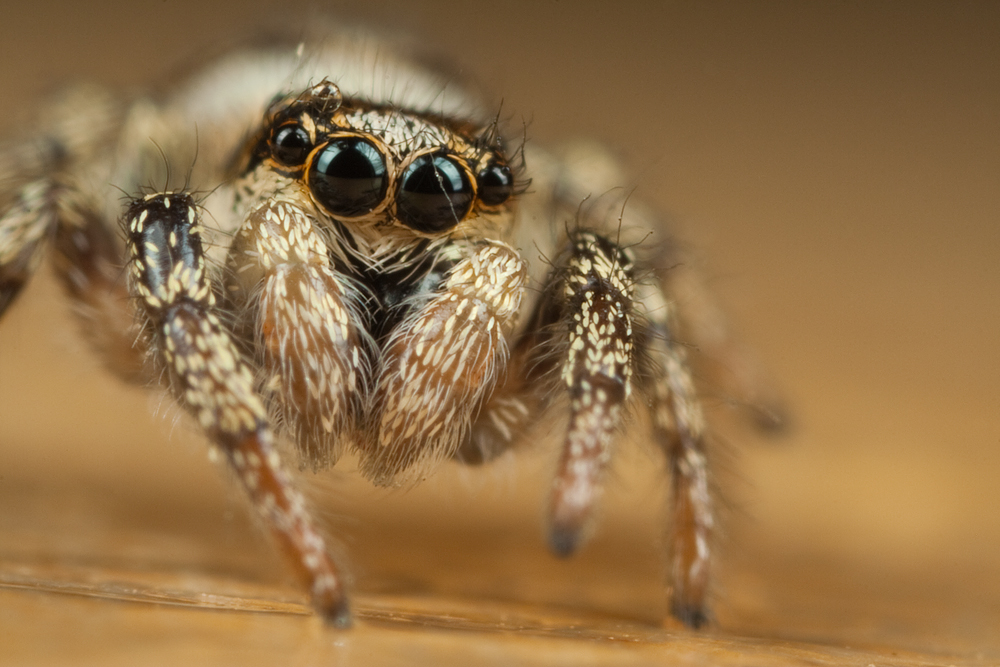 Cute Jumping Spider Wallpaper By