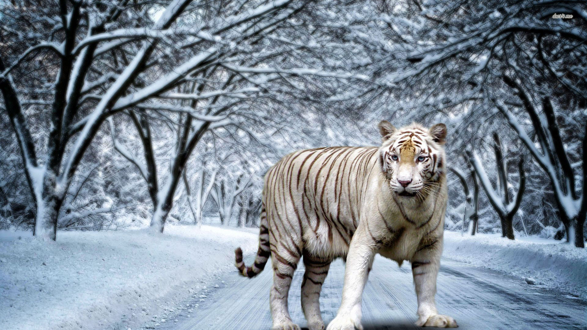 Enhance the Look of your Device with Tiger Wallpapers  AMJ