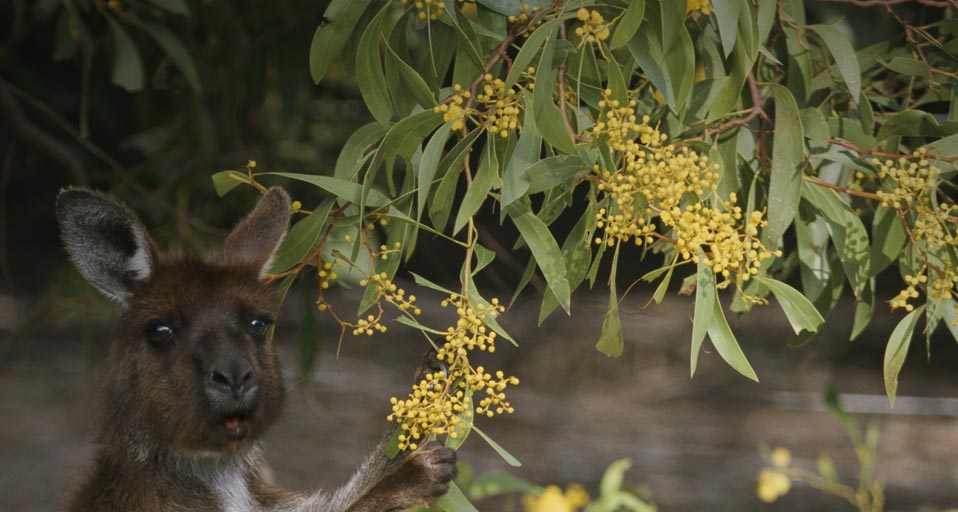 Wattle Day Gray Kangaroo Feeding On Flowers