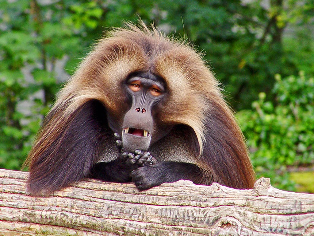 A majestic gelada baboon resting on a log, its thick mane framing its face