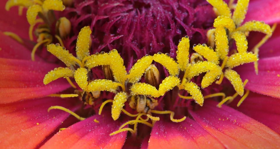 Zinnia Flower Close Up Of