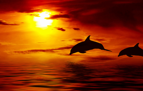 Related Wallpaper From Dolphins Jumping In The Sunset