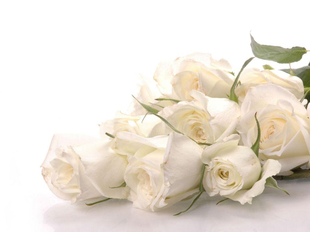 White Roses Background
