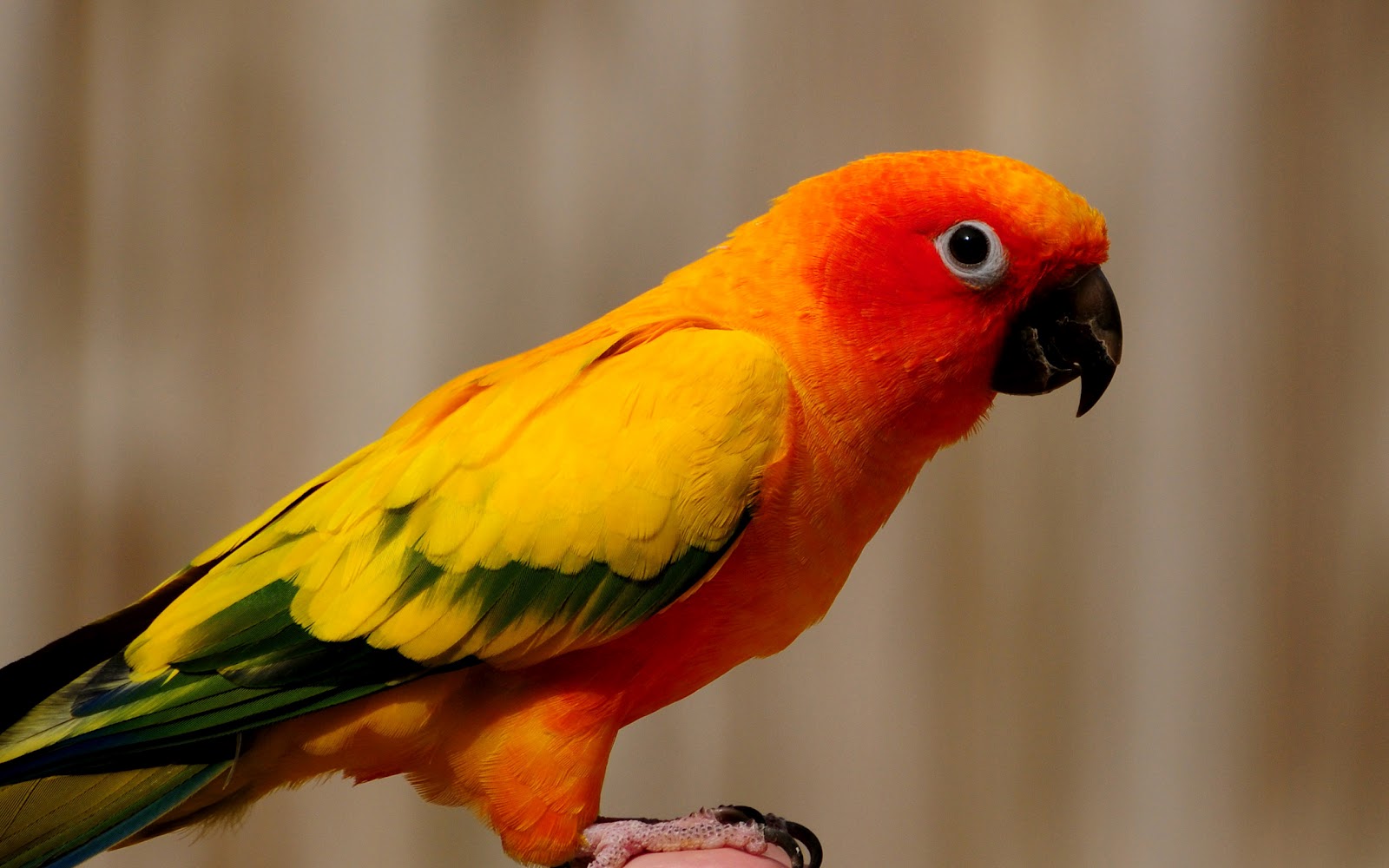 hd parrot wallpaper with a orange yellow parrot background picturejpg