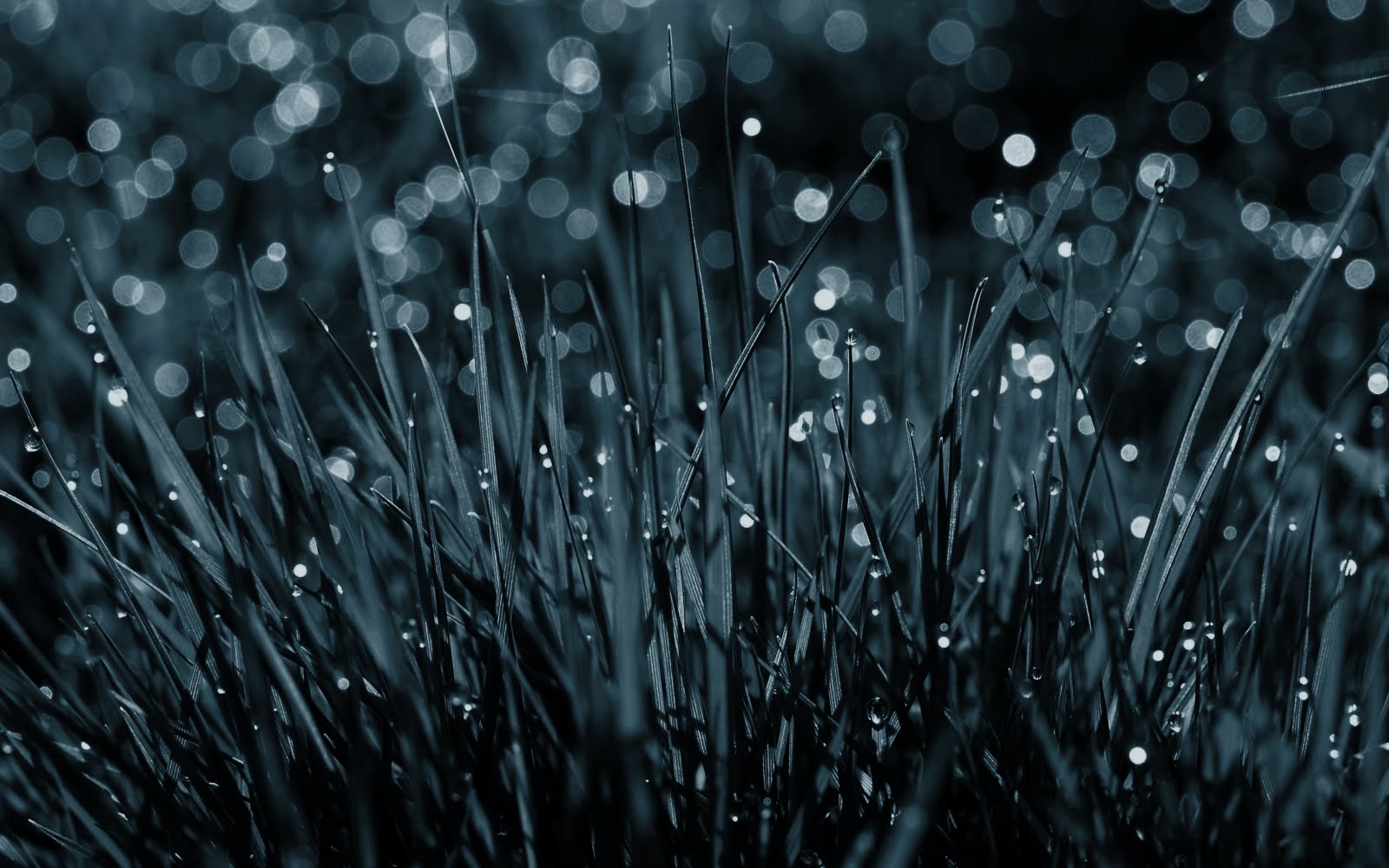 Wallpaper Box Morning Grass And Dew High Definition Background